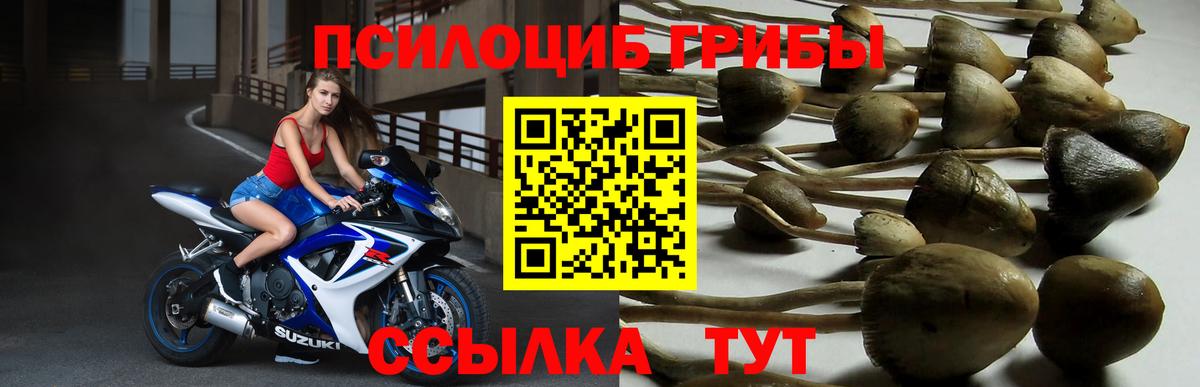 Советск  купить закладку  Вход с VPN  Галлюциногенные грибы Psilocybe 